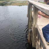Review photo of Brazos Bend State Park Campground by Emily M., June 25, 2017