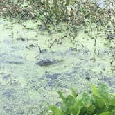 Review photo of Brazos Bend State Park Campground by Emily M., June 25, 2017