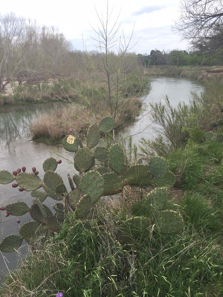 Camper submitted image from South Llano River State Park - 4