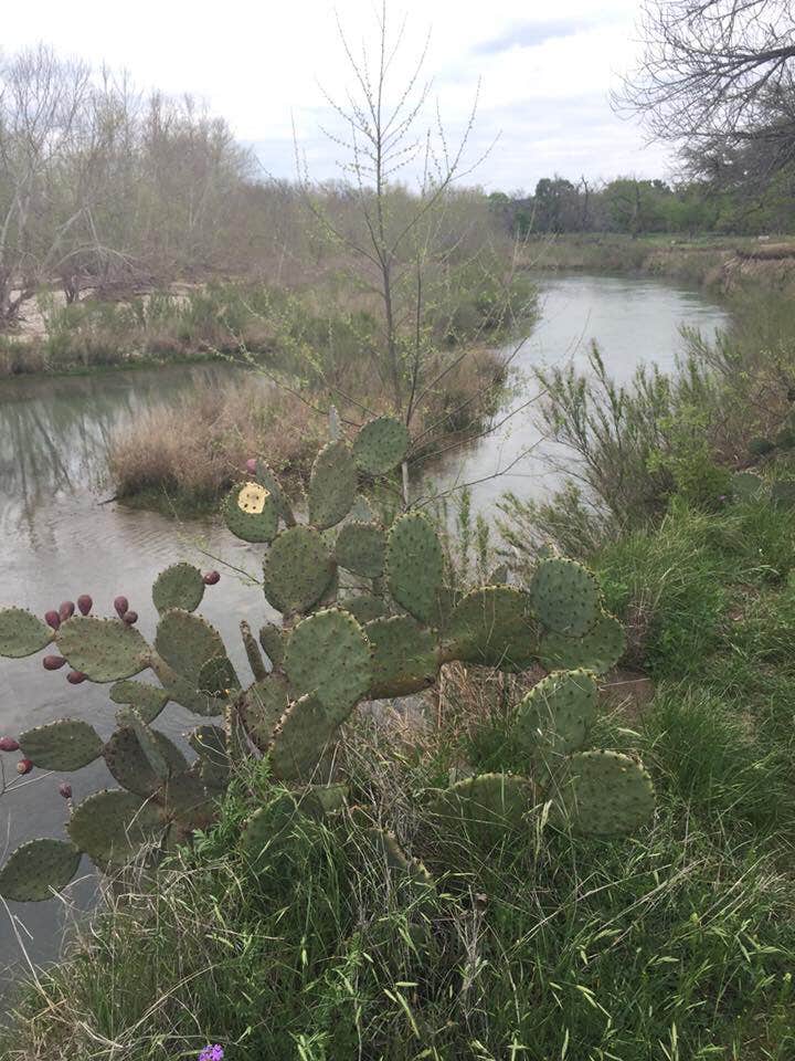 Camper submitted image from South Llano River State Park Campground - 4