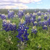 Review photo of Cleburne State Park Campground by Emily M., June 25, 2017