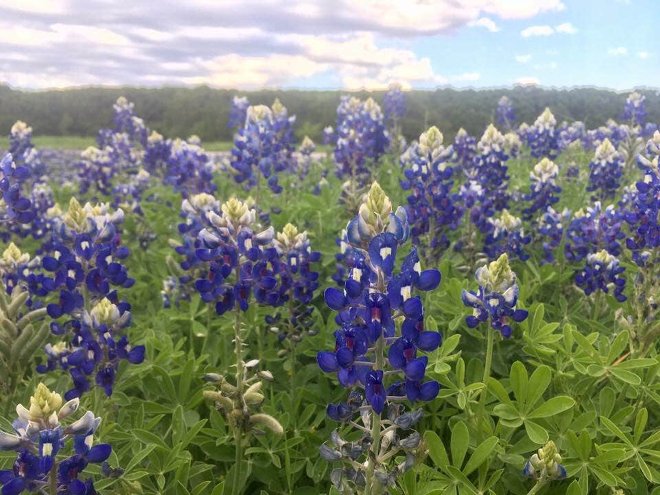 Camper submitted image from Cleburne State Park Campground - 2