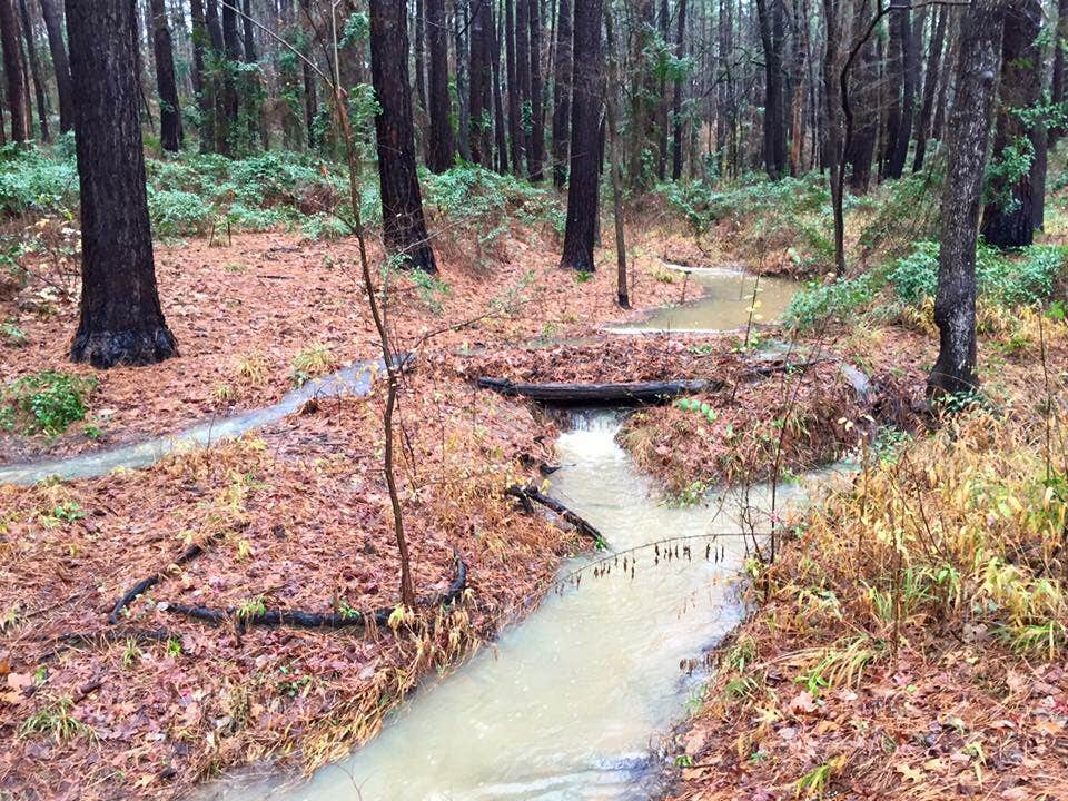 Camper submitted image from Tyler State Park Campground - 5