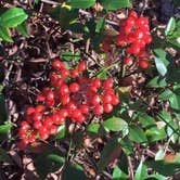 Review photo of Tyler State Park Campground by Emily M., June 25, 2017