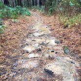 Review photo of Tyler State Park Campground by Emily M., June 25, 2017