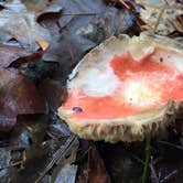 Review photo of Tyler State Park Campground by Emily M., June 25, 2017