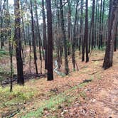 Review photo of Tyler State Park Campground by Emily M., June 25, 2017