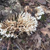 Review photo of Mission Tejas State Park Campground by Emily M., June 25, 2017