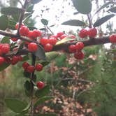 Review photo of Bastrop State Park Campground by Emily M., June 25, 2017