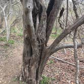 Review photo of Lockhart State Park Campground by Emily M., June 25, 2017