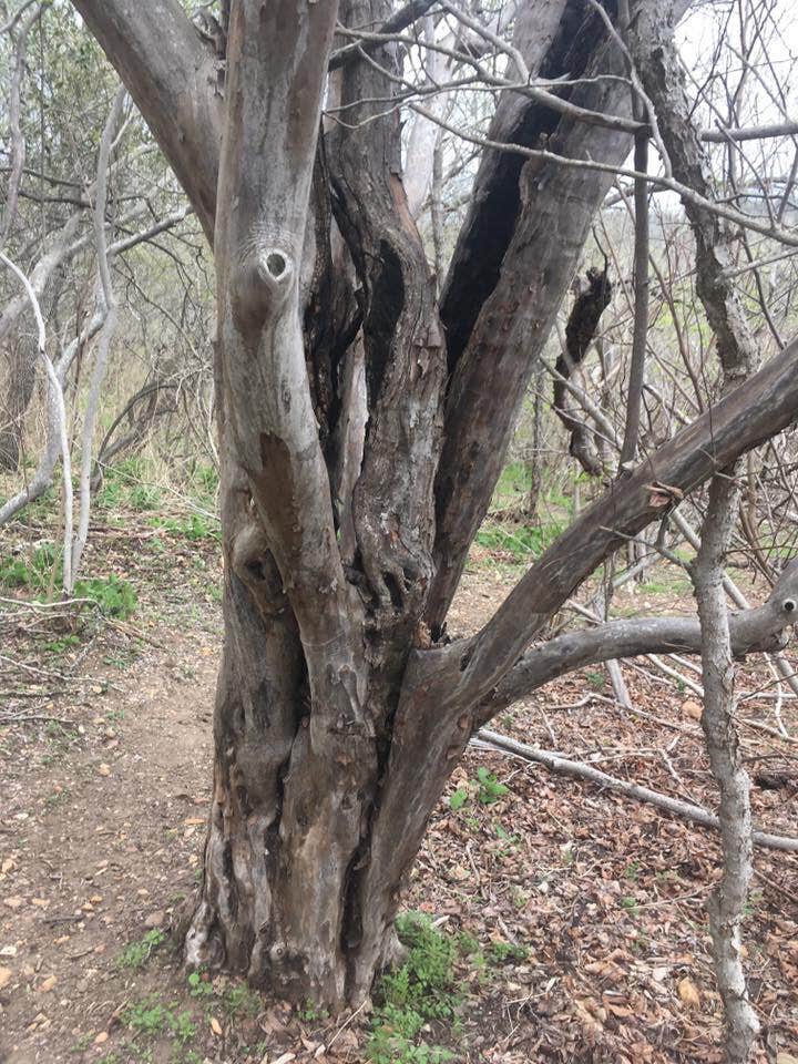 Camper submitted image from Lockhart State Park Campground - 1