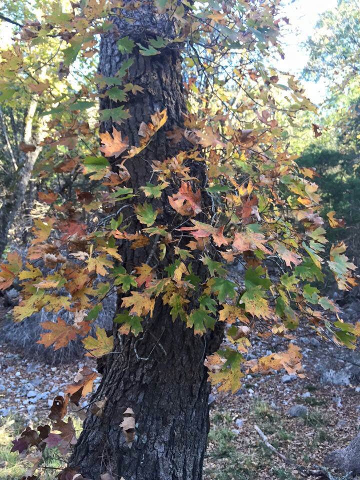 Camper-submitted photo at Lost Maples State Natural Area Campground near Comfort, TX