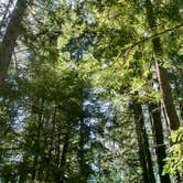 Review photo of Giant White Pine Campground by Tanny M., June 21, 2016