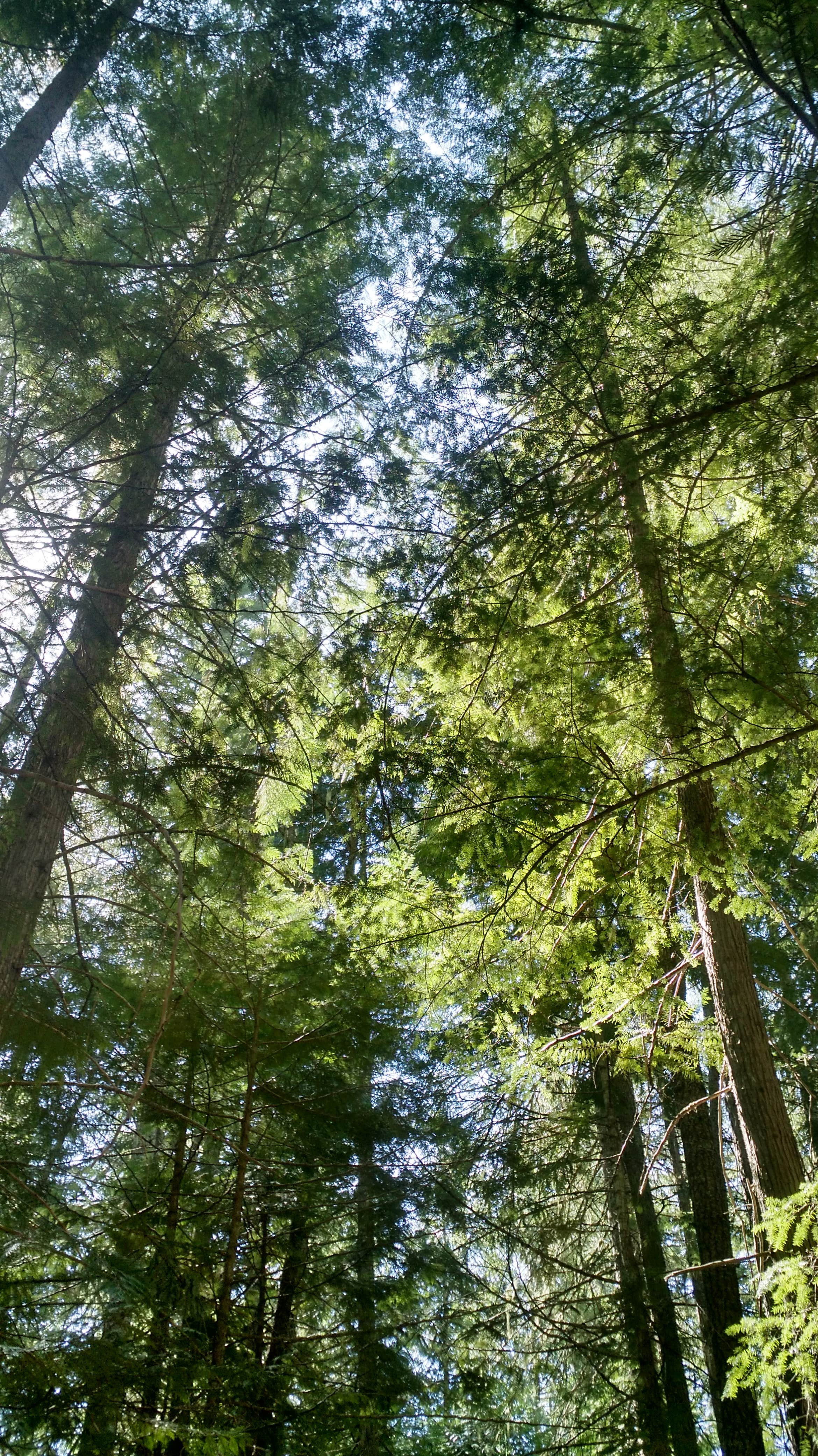 Camper submitted image from Giant White Pine Campground - 2
