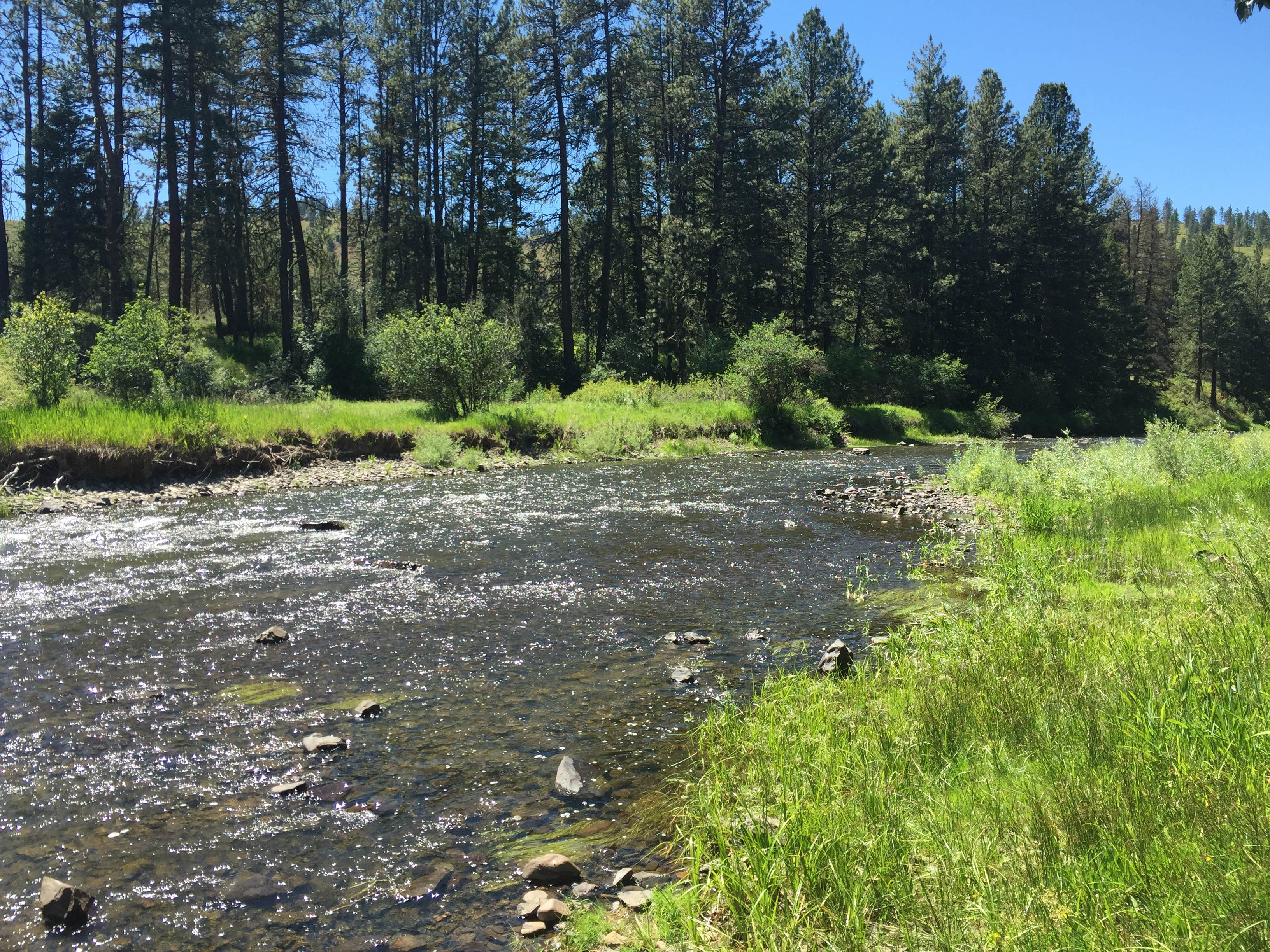 Camper submitted image from Hilgard Junction State Park Campground - 5