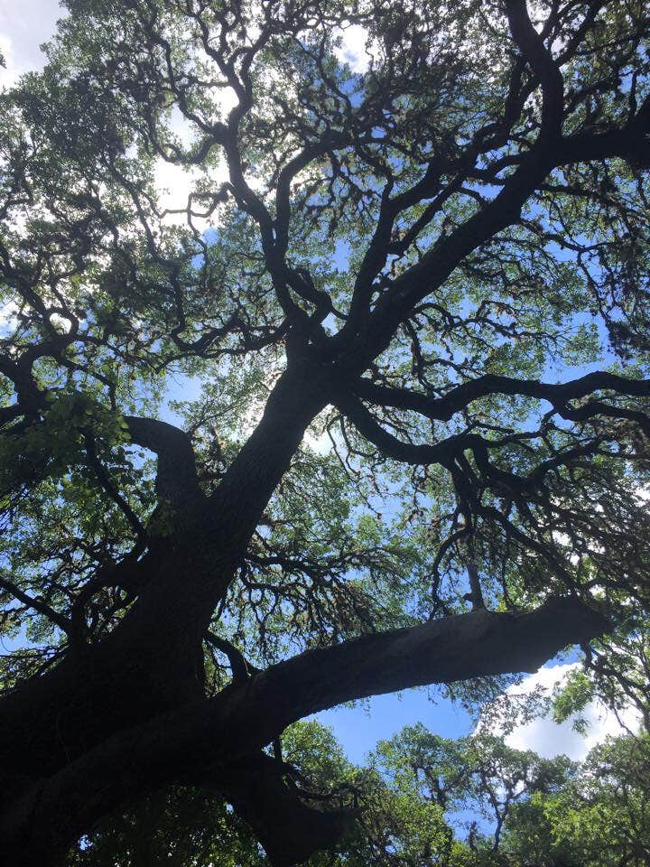 Camper submitted image from Guadalupe River RV Park and Campgrounds - 2