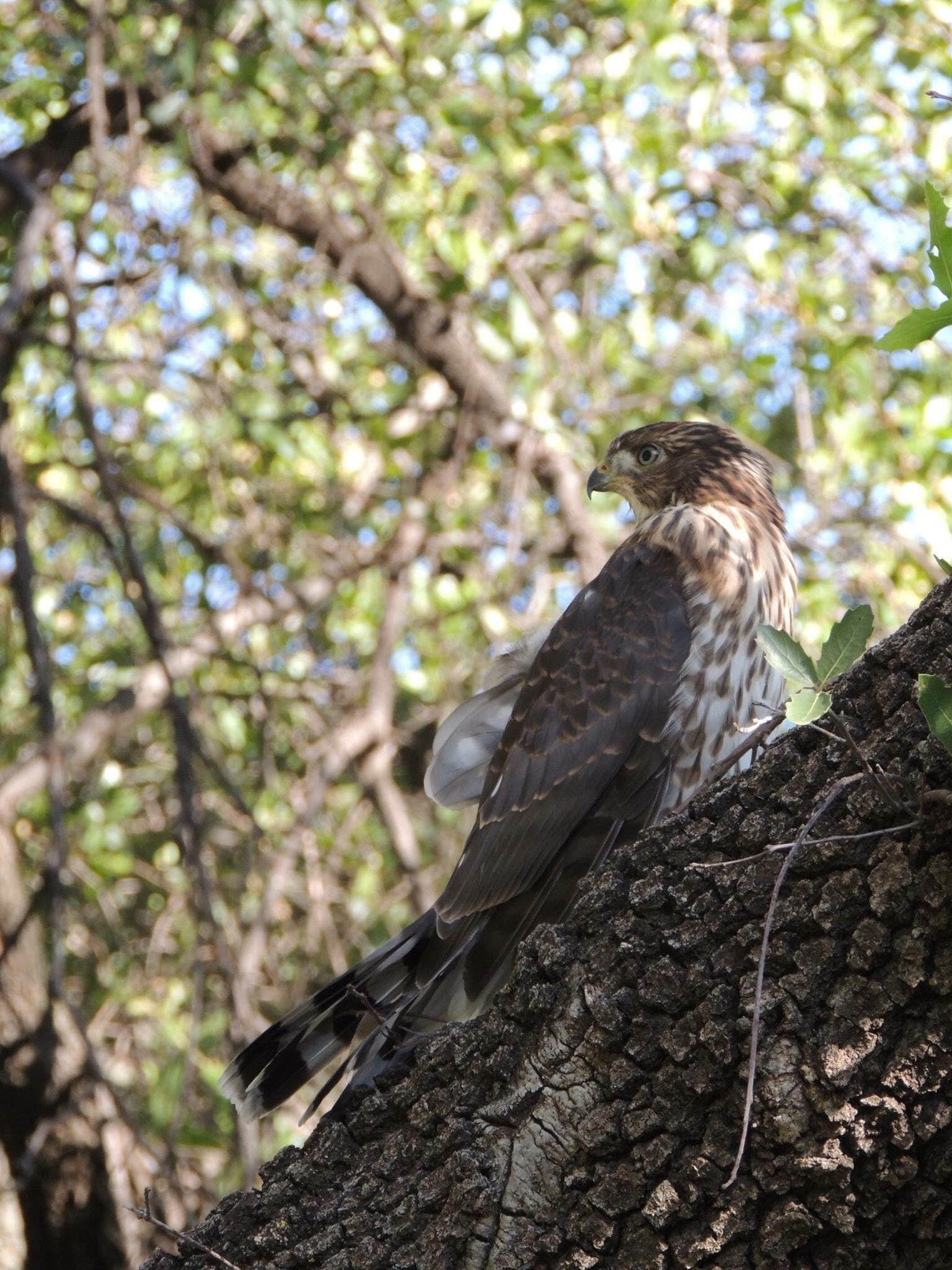 Camper-submitted photo at Davis Mountains State Park Campground in Texas