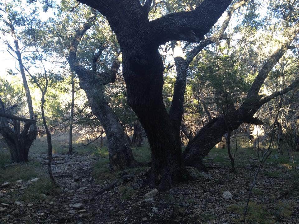 Camper-submitted photo at Muleshoe Bend Recreation Area near Marble Falls, TX