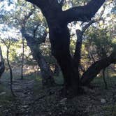 Review photo of Muleshoe Bend Recreation Area by Emily M., June 25, 2017