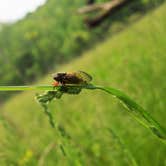 Review photo of Cuyahoga Valley National Park - CAMPING NO LONGER OFFERED by Dan G., June 22, 2016