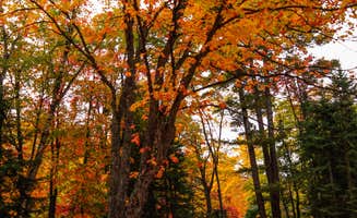 Shari G.'s photo at Rivermouth Modern Campground — Tahquamenon Falls State Park near Eckerman, MI
