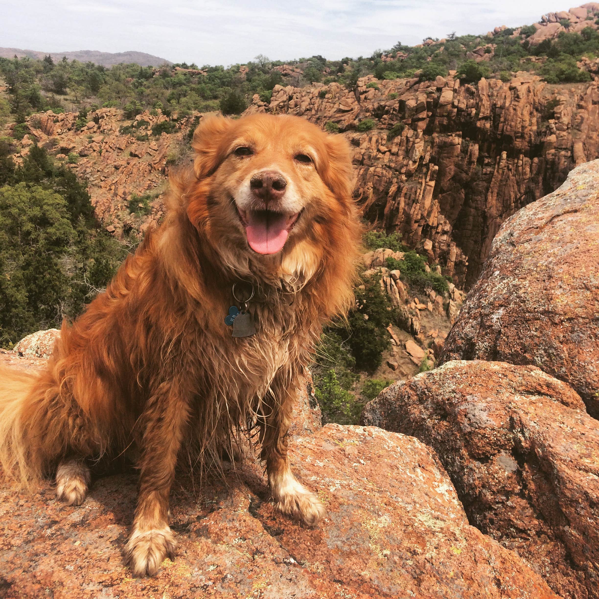 Dusty G.'s photo of camping with pets at Camp Doris near Cache, OK