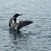 Review photo of Leech Lake Recreation Area & Campground by TyAnn J., June 26, 2017