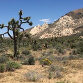 Review photo of Ryan Campground — Joshua Tree National Park by Delite P., June 26, 2017