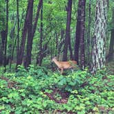 Review photo of Doll Mountain Campground by Chelsie A., June 27, 2017