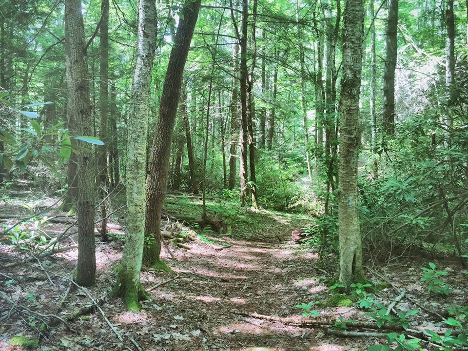 Camper submitted image from Cataloochee Campground — Great Smoky Mountains National Park - 3