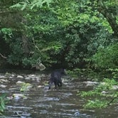 Review photo of Cataloochee Campground — Great Smoky Mountains National Park by Chelsie A., June 27, 2017