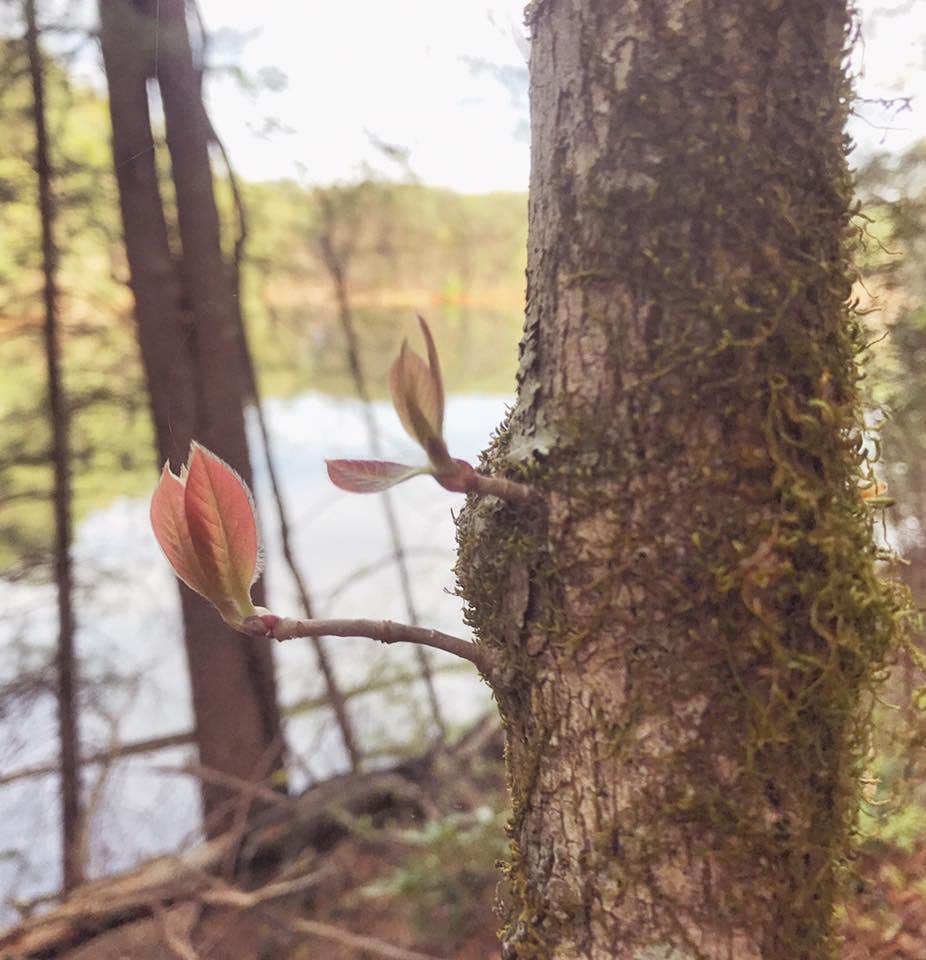 Camper submitted image from Canoe Landing Group Campsite — James River State Park - 2