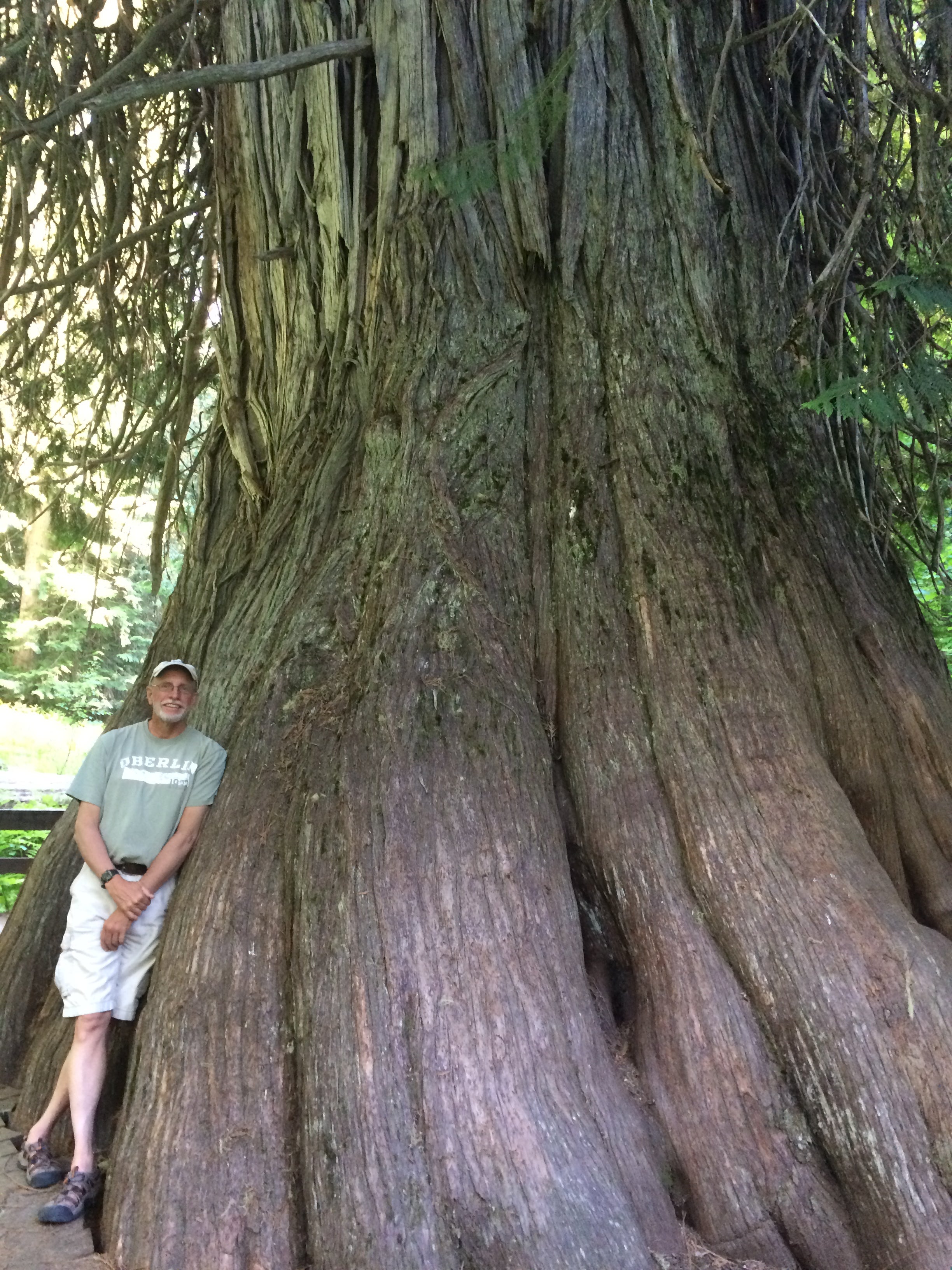 Huge and ancient (3000 years old!) cedar at Cedar Grove site about 10 miles from campground.