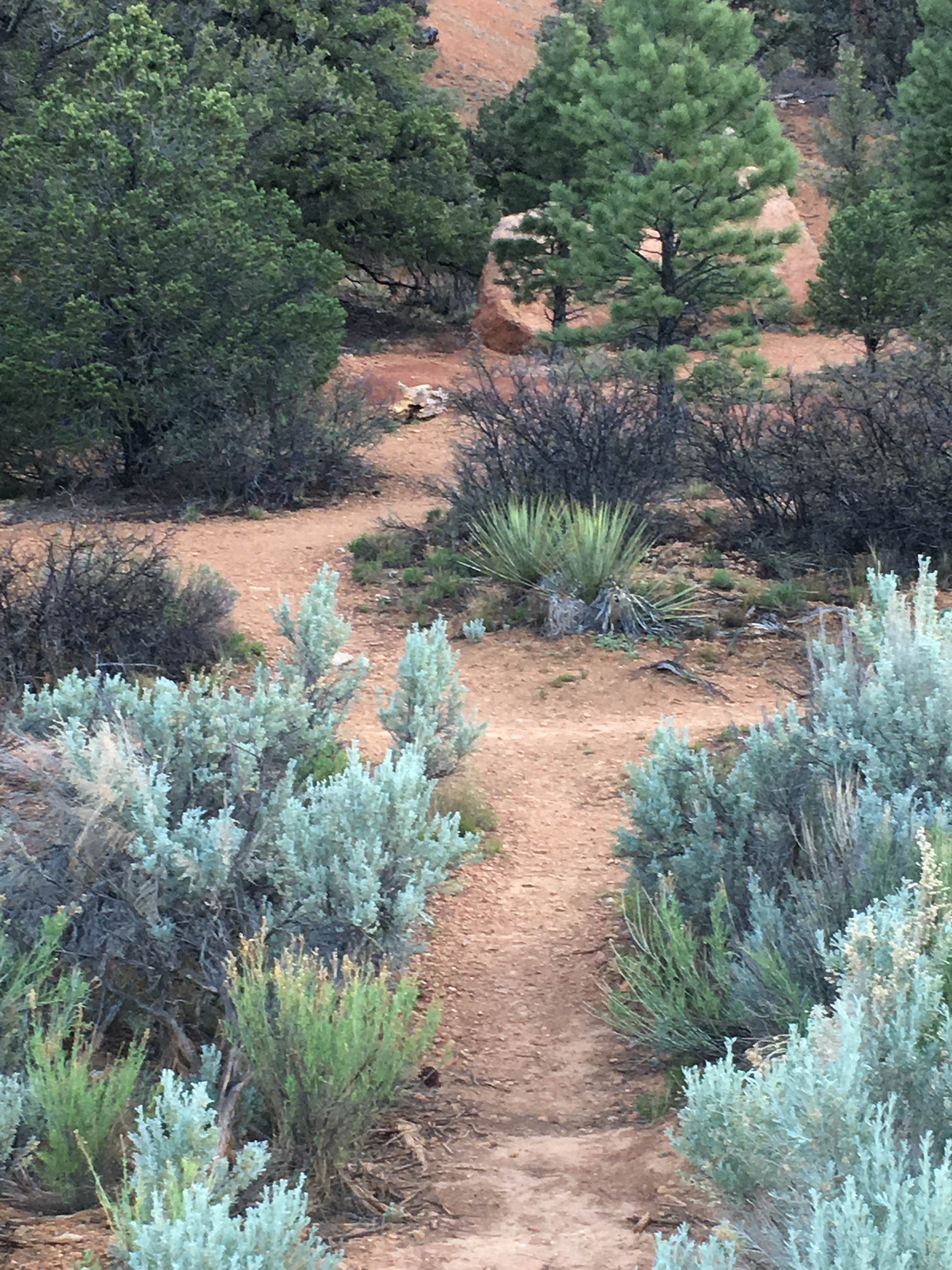 Camper submitted image from Red Canyon Campground - 1
