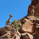 Review photo of Zion RV and Campground (Hi-Road) by Annie C., June 27, 2017