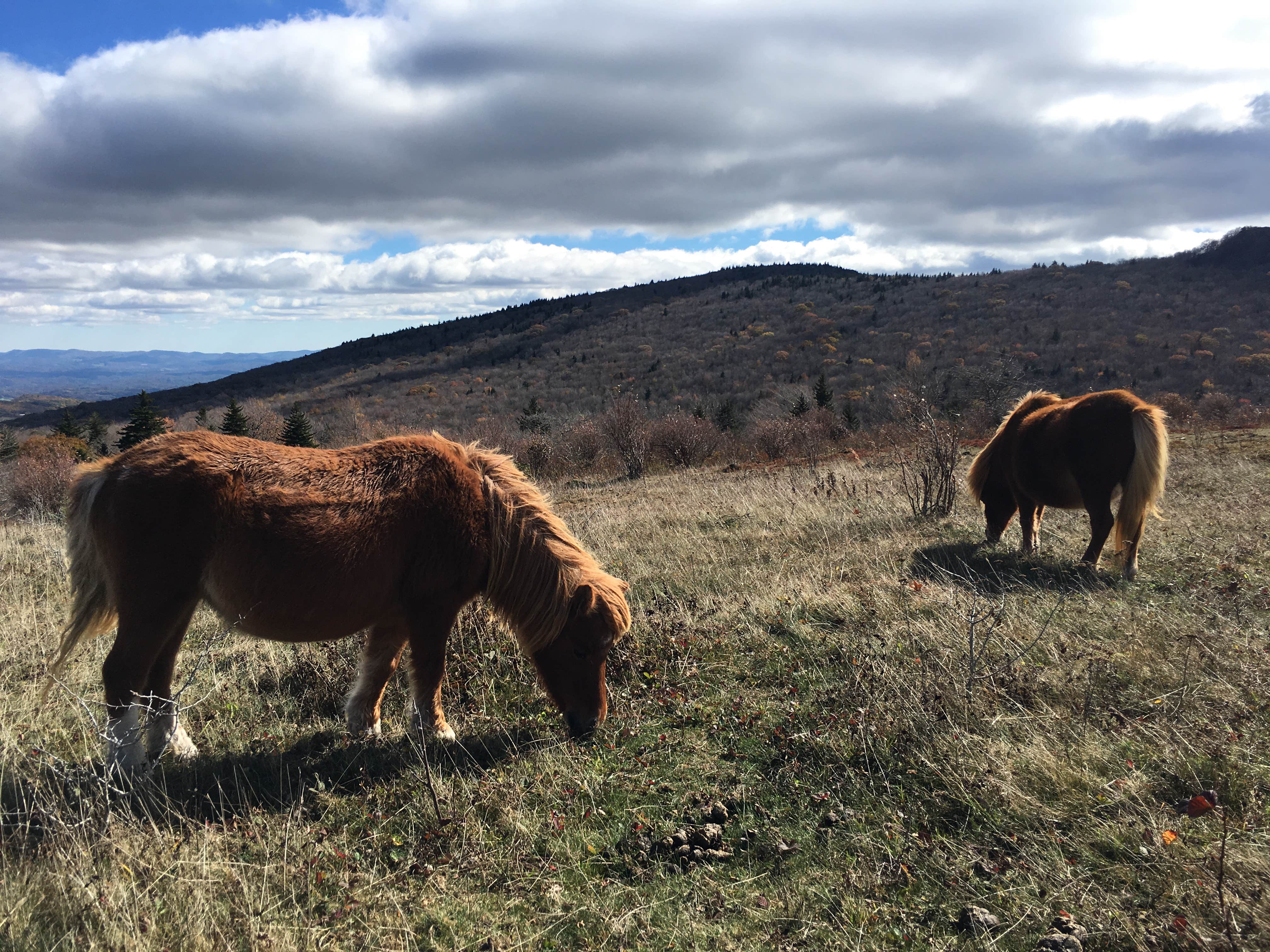 Chestnut Hollow Horse Campground Grayson Highlands State Park Whitetop VA