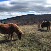 Review photo of Chestnut Hollow Horse Campground — Grayson Highlands State Park by Scott B., June 28, 2017