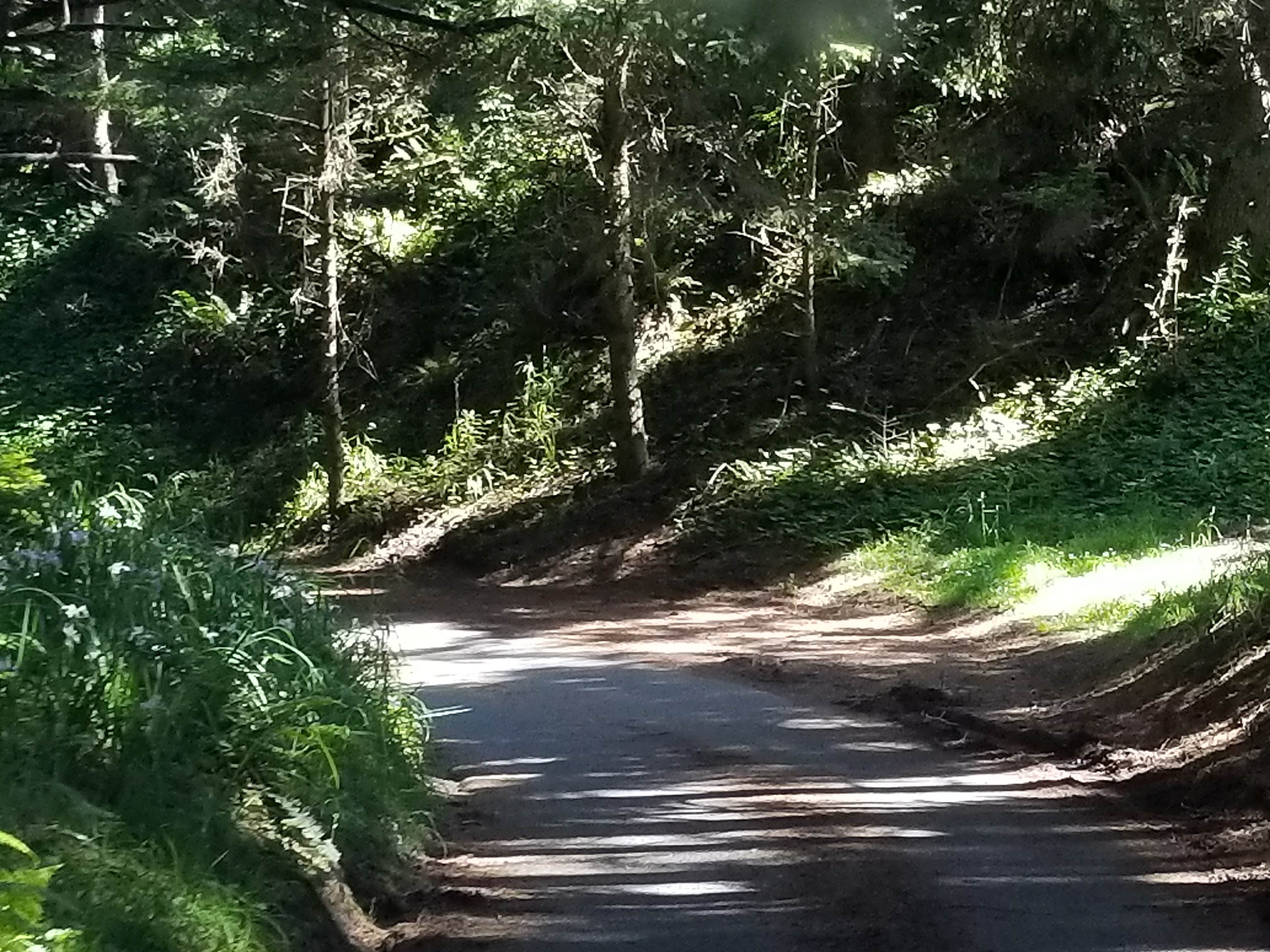 Camper submitted image from Cape Blanco State Park Campground - 2