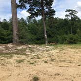 Review photo of Magnolia Branch Wildlife Reserve RV/Tent Camping by Asher K., June 28, 2017