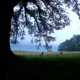 Review photo of Cades Cove Campground by Brittany S., June 22, 2016