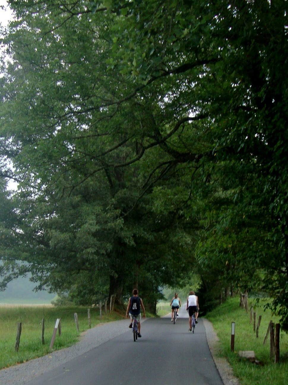 Camper submitted image from Cades Cove Campground - 5
