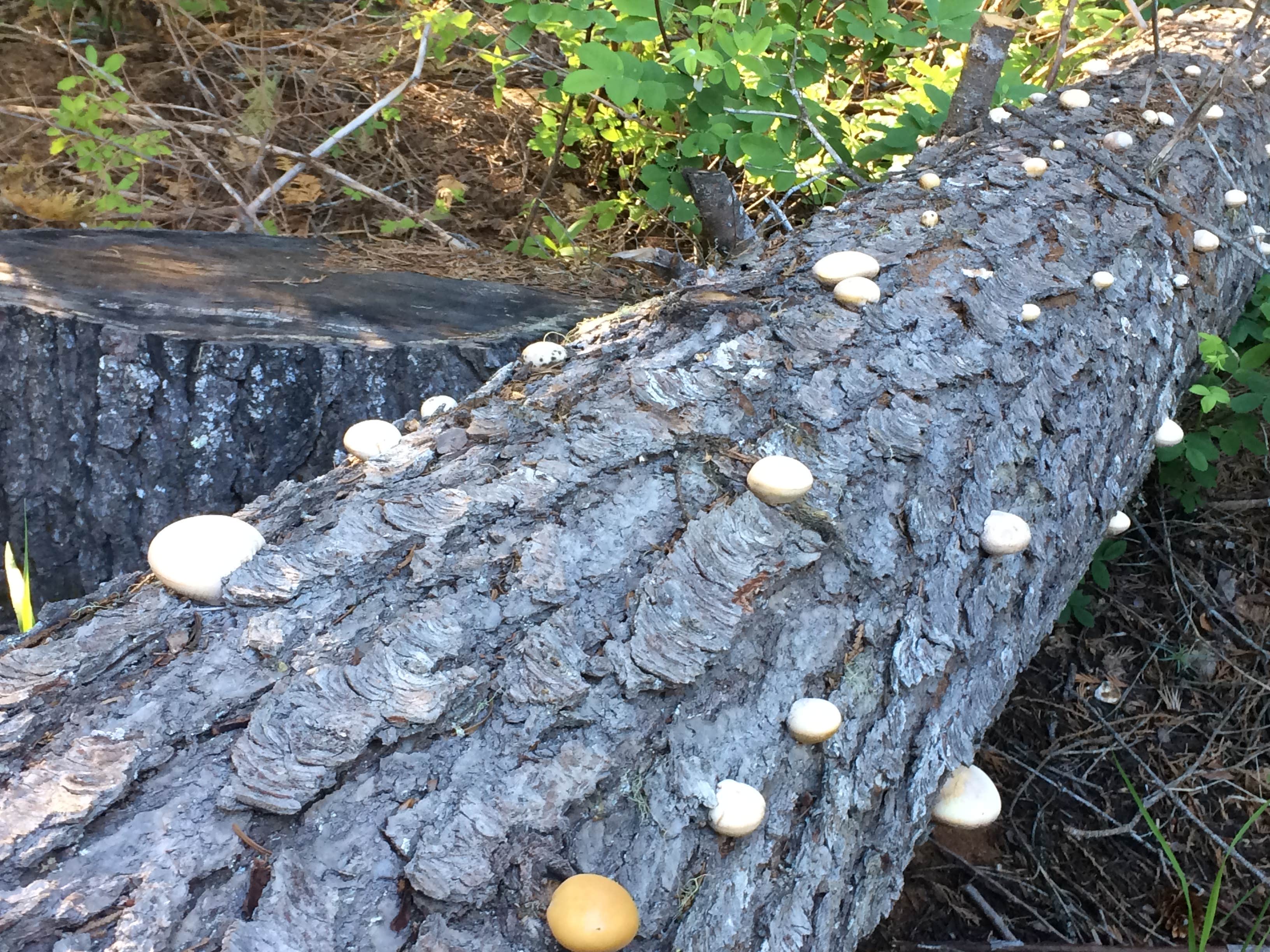 White Sands Campground