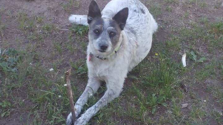 Cortney M.'s photo of camping with pets at Iron Springs Group Campground - Ashley National Forest near Dutch John, UT