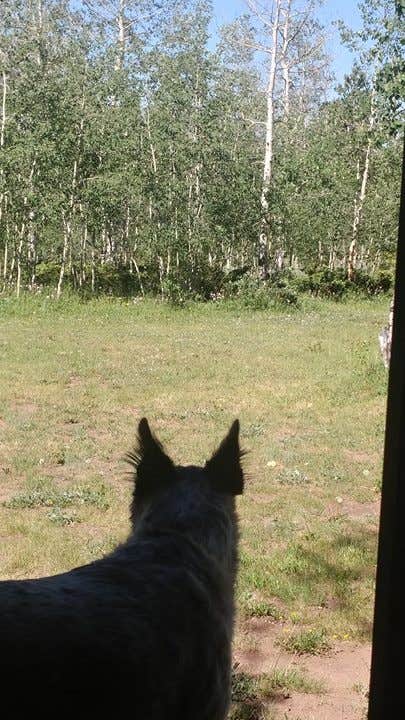 Cortney M.'s photo of camping with pets at Dyer Park FS Rd #547 Dispersed Camping Area in Utah