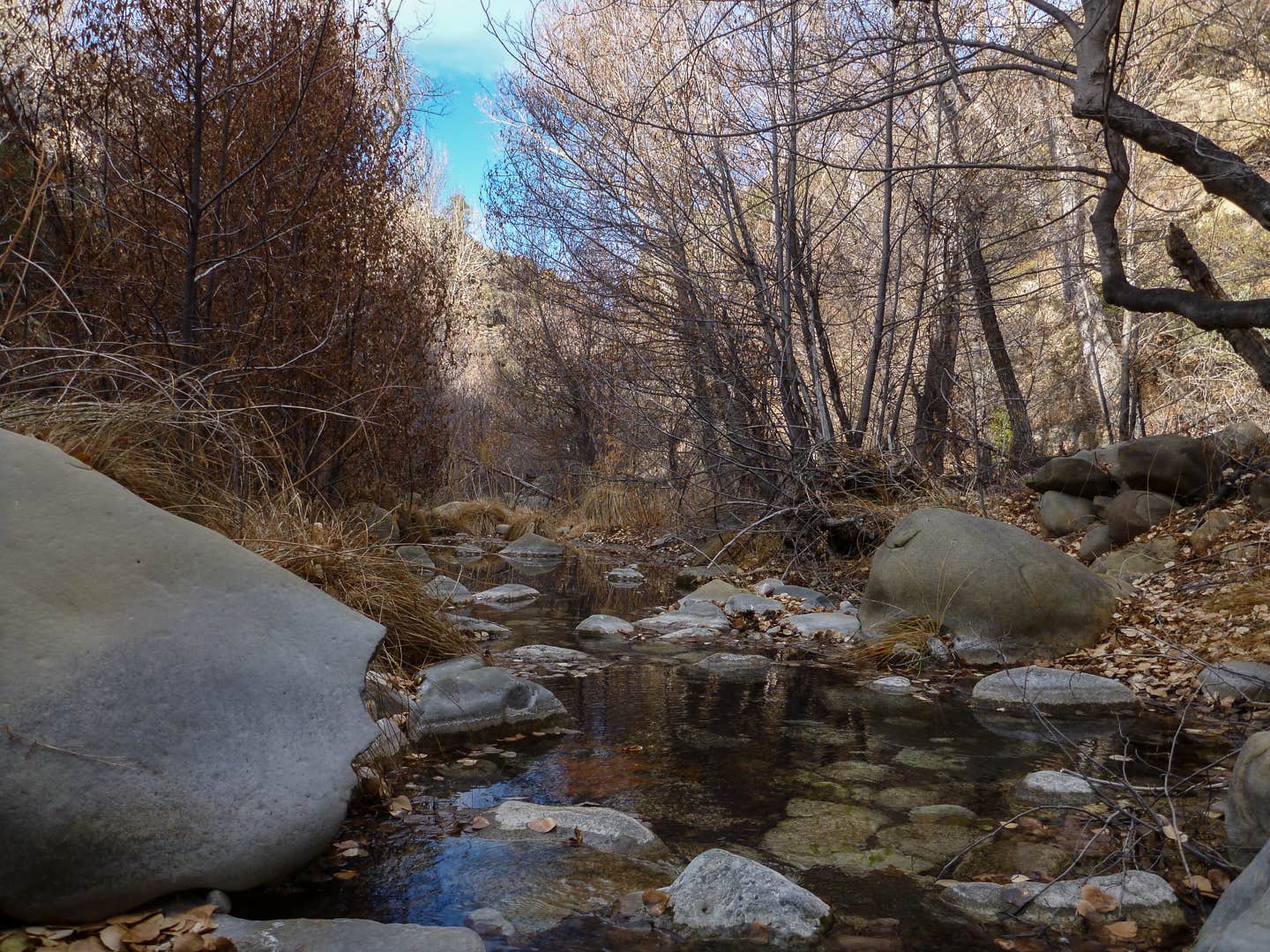 Camper submitted image from Middle Lion Campground - 5