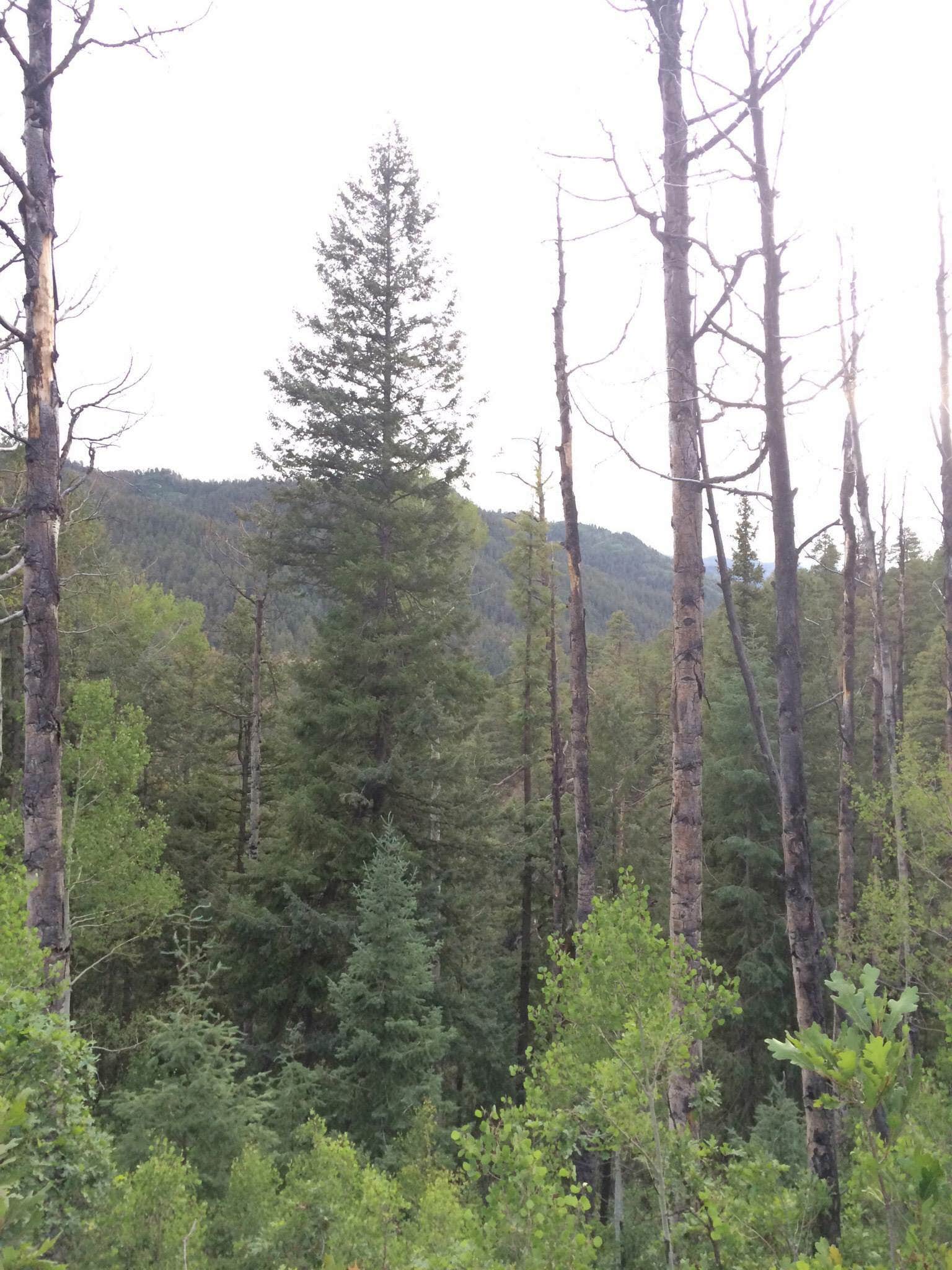 Camper submitted image from Lower Hermosa Campground - 1