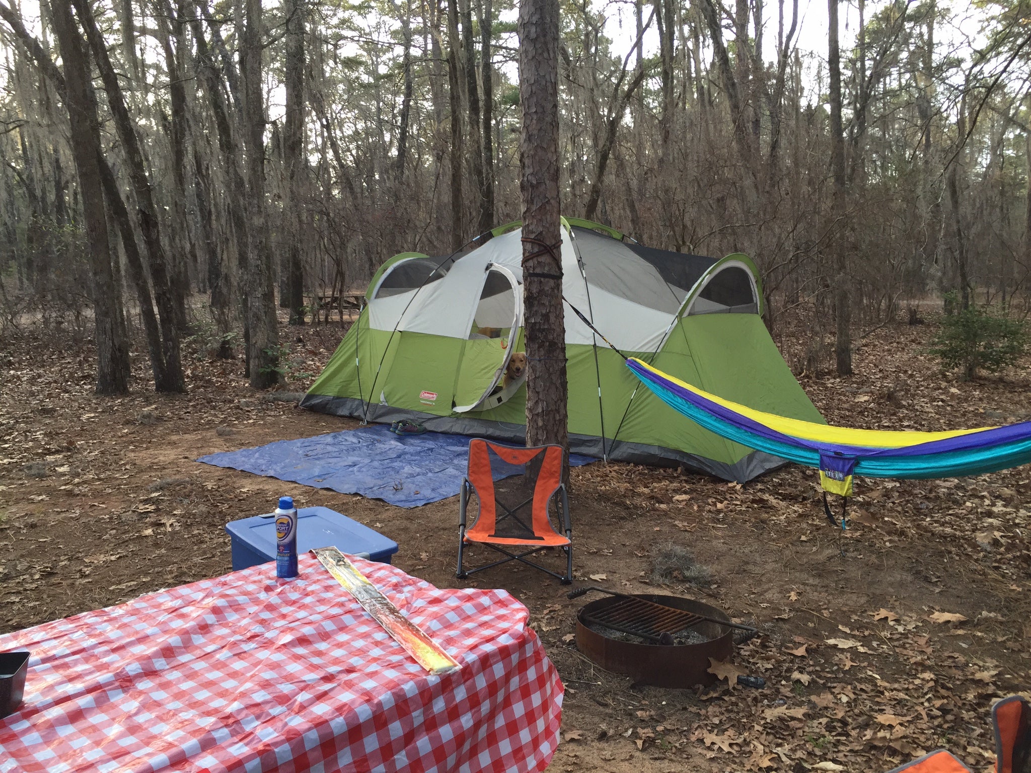 Camper submitted image from Poinsett State Park Campground - 3