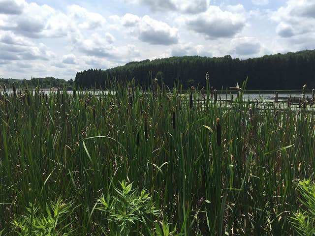Camper-submitted photo at Hills Creek State Park Campground near Cowanesque Lake