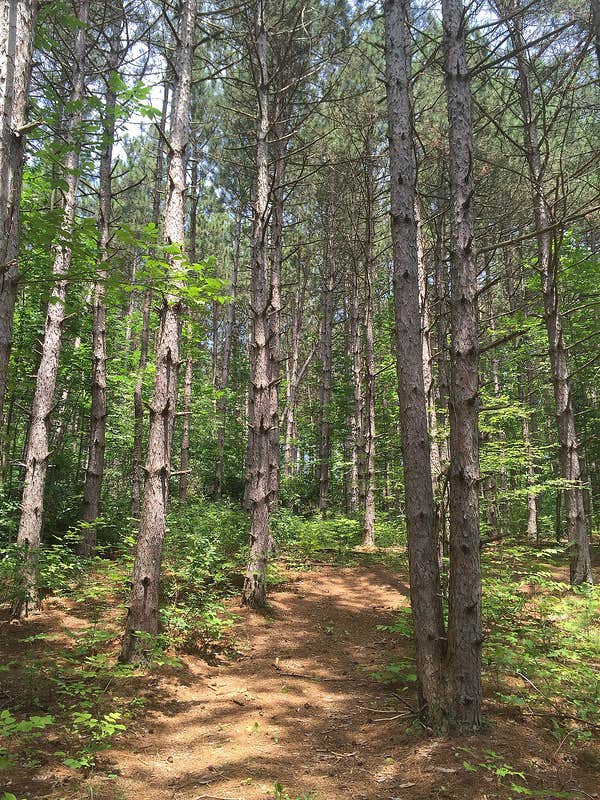 Camping near Colton Point State Park Campground: Hills Creek State Park Campground, Middlebury Center, Pennsylvania