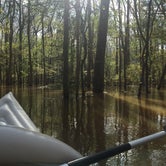 Review photo of Longleaf Campground — Congaree National Park by SwitchbackKids , June 29, 2017